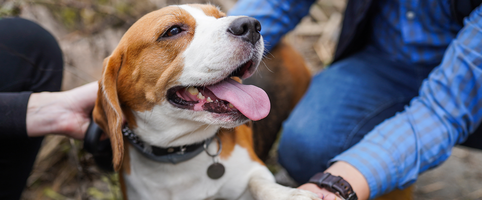 Emotional support hot sale animal stories